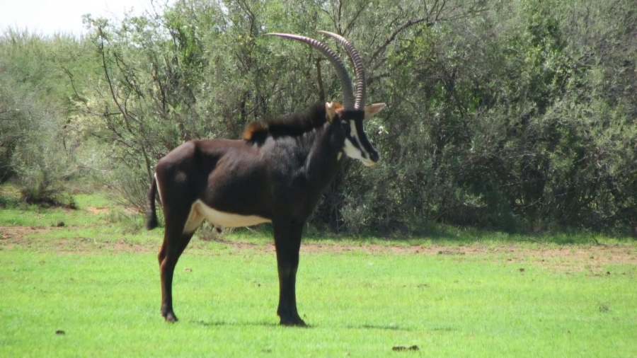 Commercial Property for Sale in Barkly West Rural Northern Cape